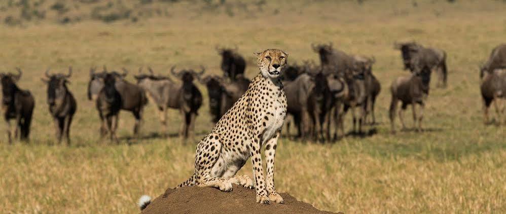 Mahali Mzuri Ξενοδοχείο Μασάι Μάρα Εξωτερικό φωτογραφία